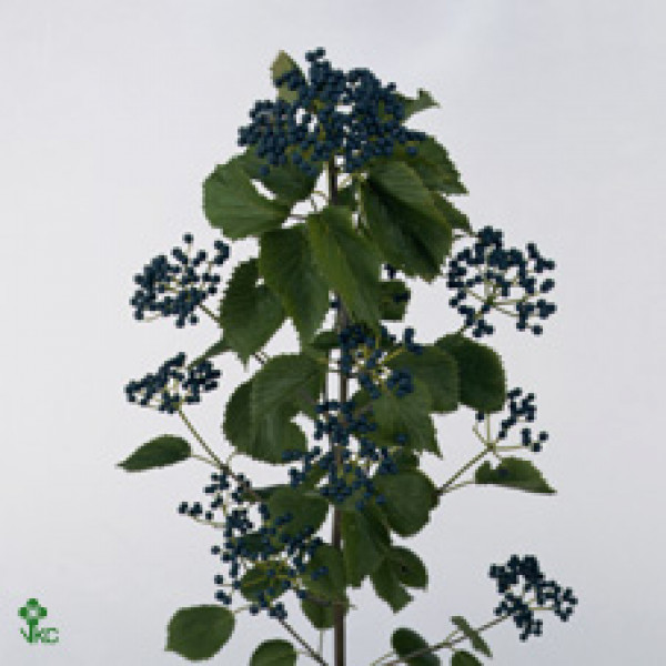 Viburnum Dark Blue Hermania 80cm A1