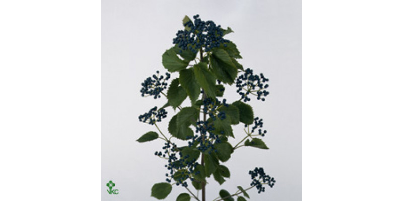 Viburnum Dark Blue Hermania 80cm A1