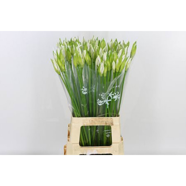 Nerine Biancaneve 70cm A1 Col-White