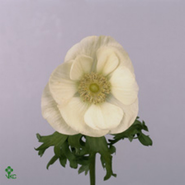 Anemones Co Mar White 45 A1White