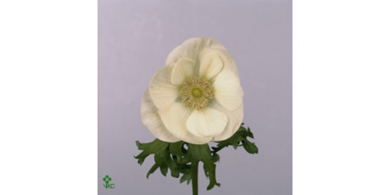 Anemones Co Mar White 45 A1White