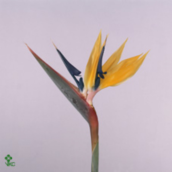 Strelitzia Yellow Josephien X6 15cm A2