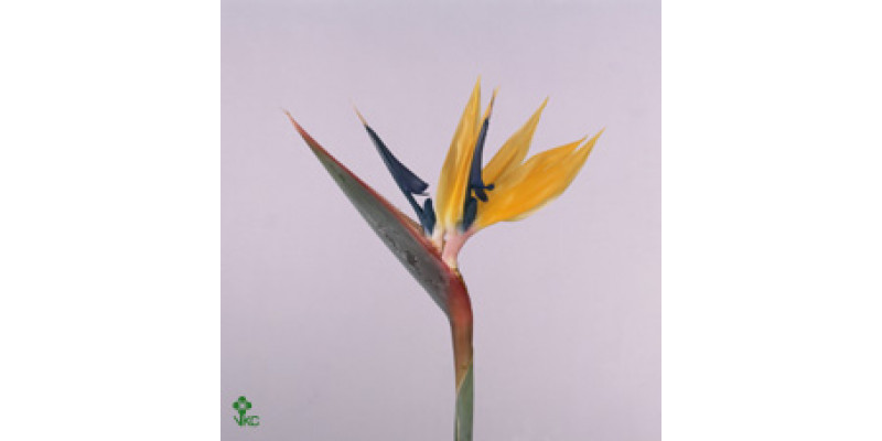 Strelitzia Yellow Josephien X6 15cm A2