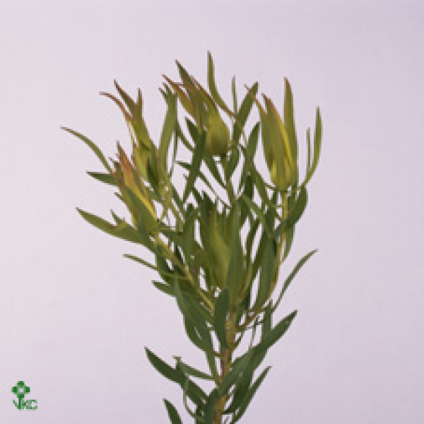 Leucadendron Laurel Yellow Spray 60cm A1