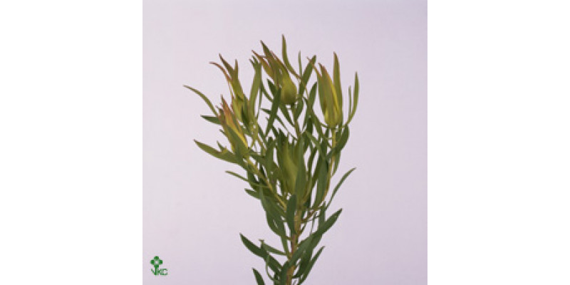 Leucadendron Laurel Yellow Spray 60cm A1