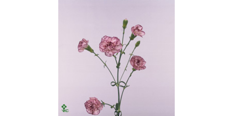 Dianthus Tr (box) Spectro 60 cm 