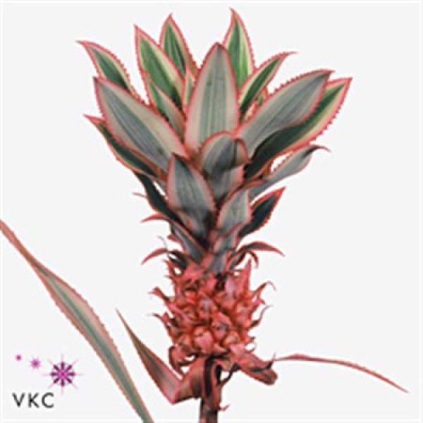 Ananas Mini 40 cm A1