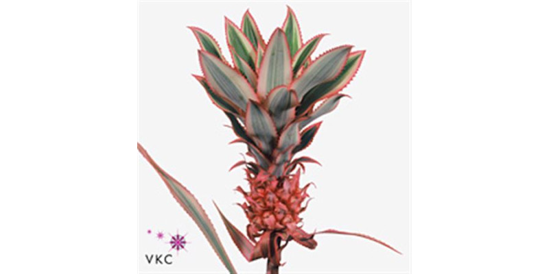 Ananas Mini 40 cm A1