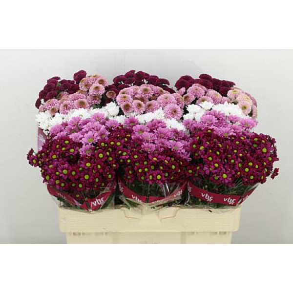 Chrysanthemums S Gem Mistletoe Mix 55cm A1