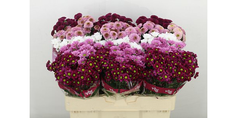 Chrysanthemums S Gem Mistletoe Mix 55cm A1