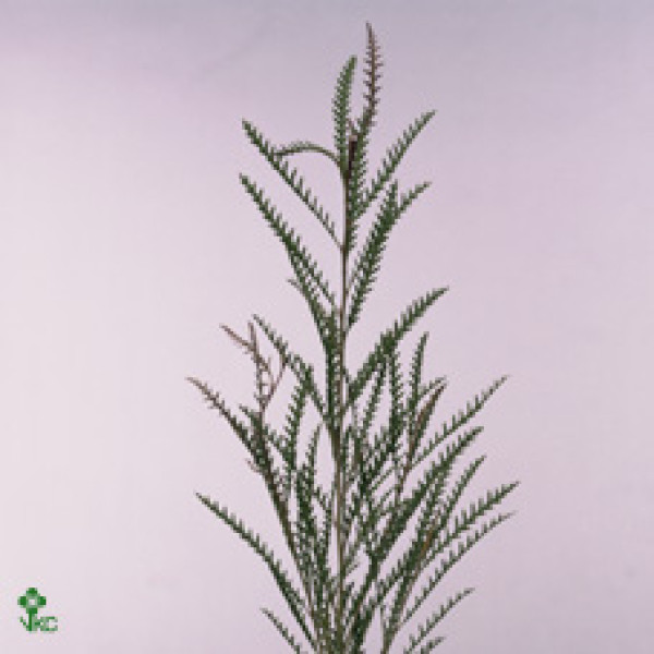 Grevi Ivanhoe Bronze 60 cm A1