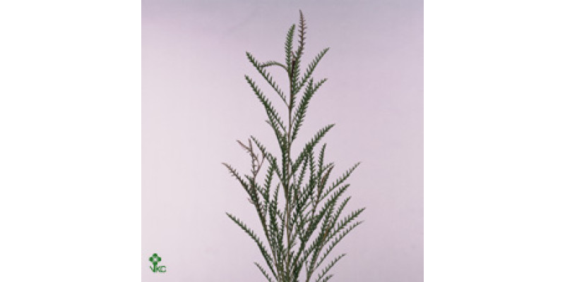 Grevi Ivanhoe Bronze 60 cm A1