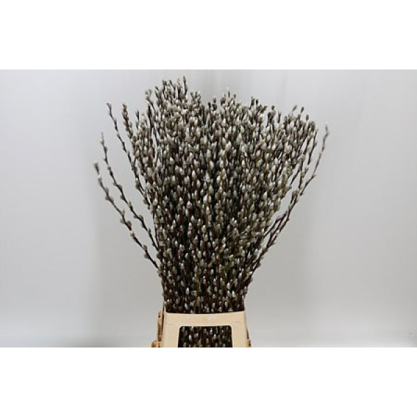 Salix Ca Snow Flake 100cm 100 A1White