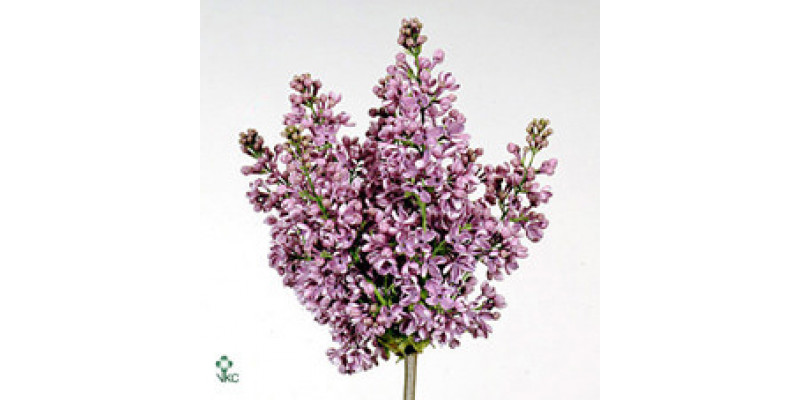 Lilac - Syringa V Dark Koster 60cm A1