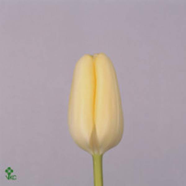 Tulips En Overig Creme 0cm  Col-White