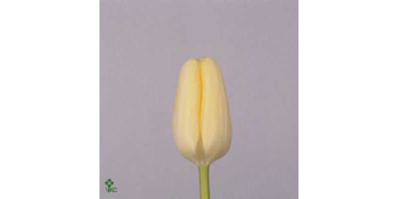 Tulips En Overig Creme 0cm  Col-White