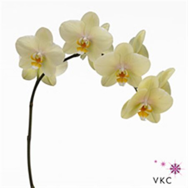 Orchid Phal Anthura Detroit 25cm A1