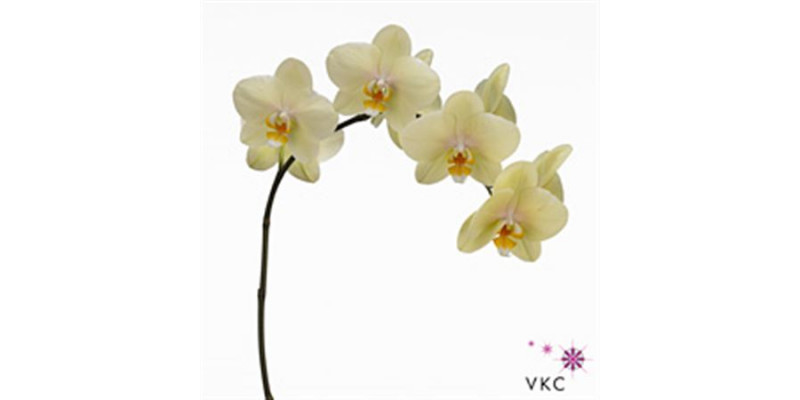 Orchid Phal Anthura Detroit 25cm A1