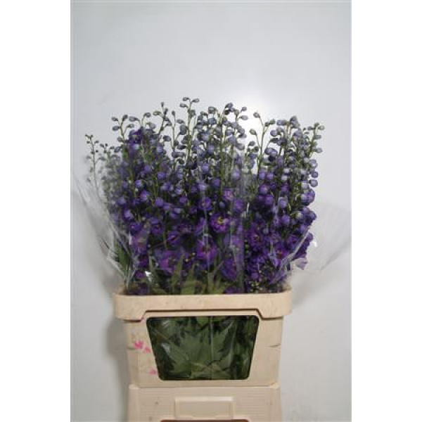 Delphinium El Yewel 120cm A1