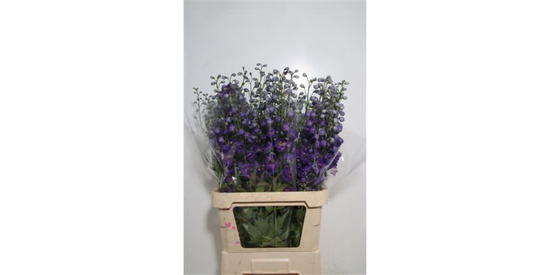 Delphinium El Yewel 120cm A1