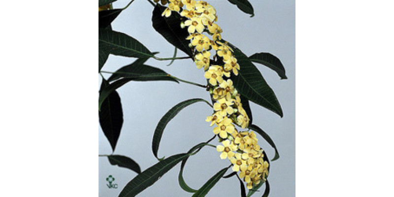 Euphorbia Fu Cream 80cm  Col-Yellow