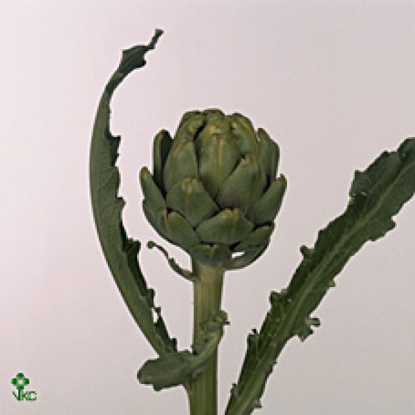 Cynara Sc Green Glob 50cm A1