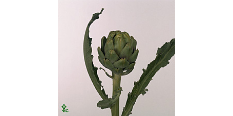 Cynara Sc Green Glob 50cm A1