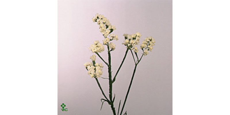 Limonium S Snow Birds 75cm A1 Col-White