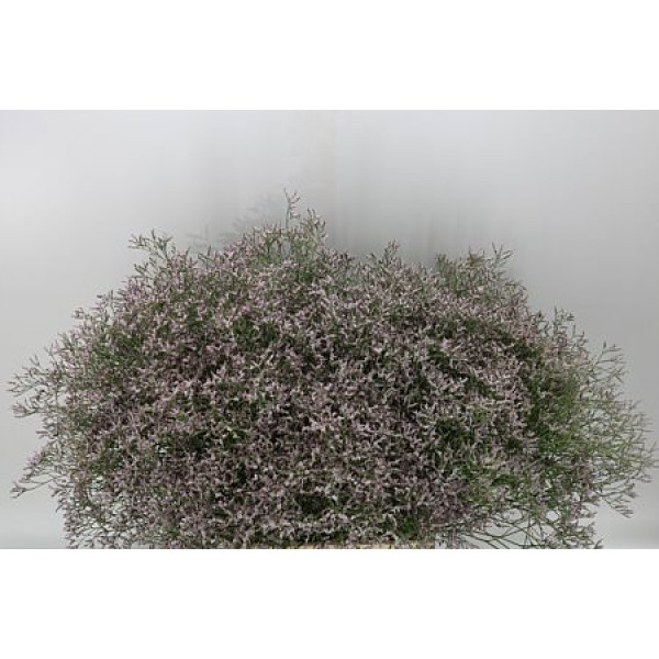 Limonium Tall Pink Emille 50 A1Pink