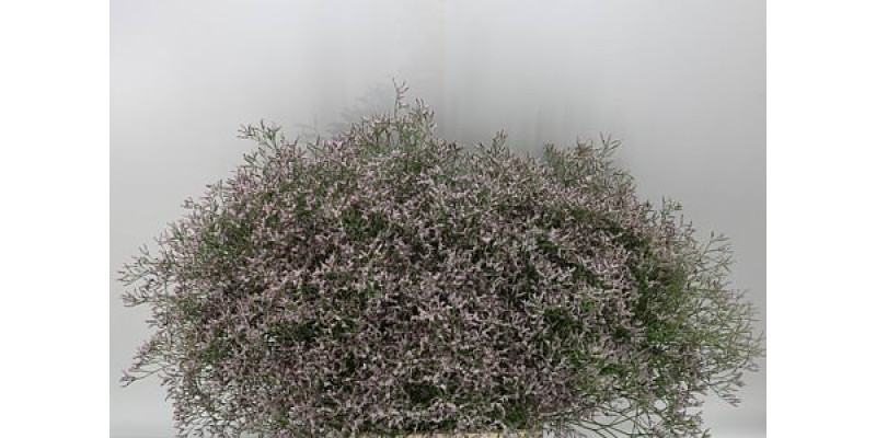 Limonium Tall Pink Emille 50 A1Pink