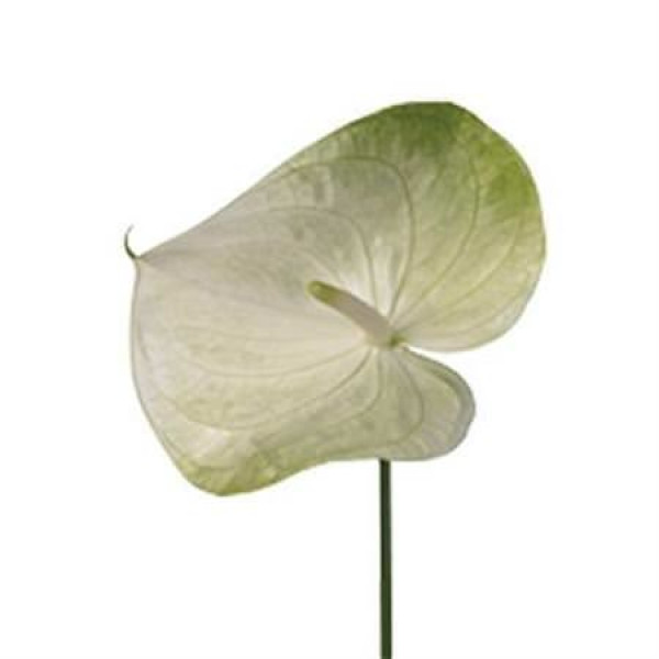 Anthurium Grace X10 10cm 10