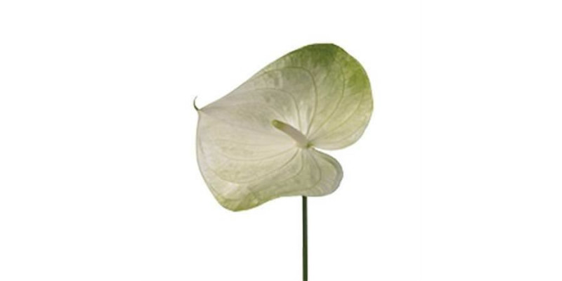 Anthurium Grace X10 10cm 10