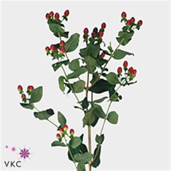 Hypericum Magic Giant 50cm A1