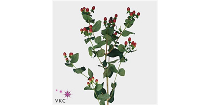 Hypericum Magic Giant 70cm A1