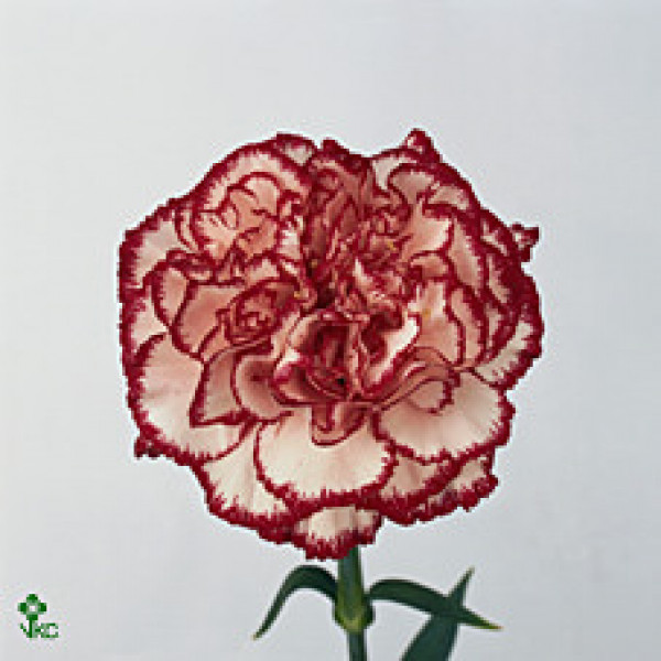 Dianthus St Olympia 65 A1Bicolor