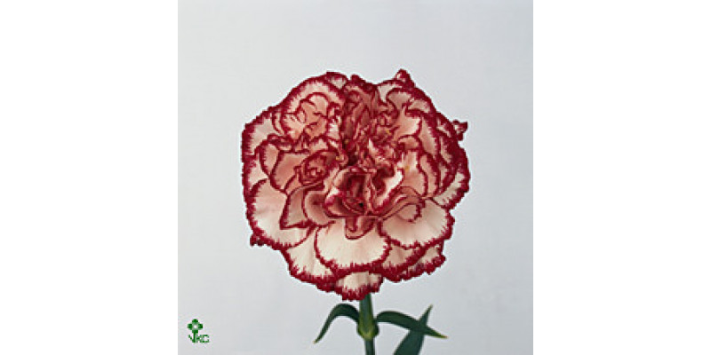 Dianthus St Olympia 65 A1Bicolor