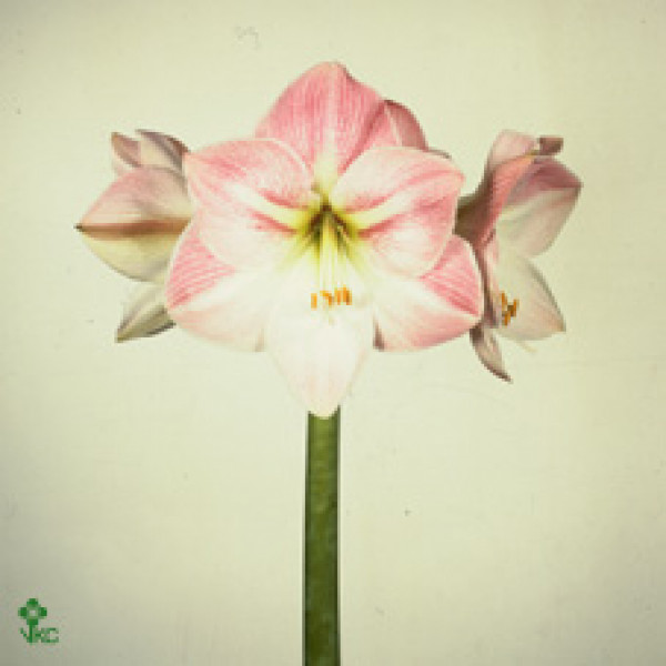 Amaryllis Apple Blossom 12cm A1