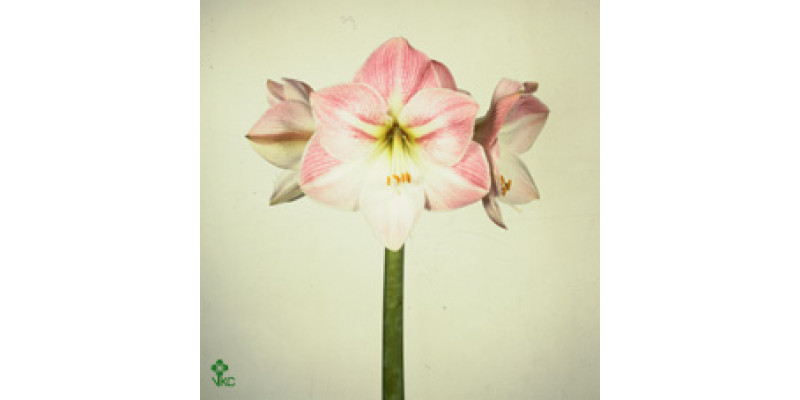 Amaryllis Apple Blossom 12cm A1