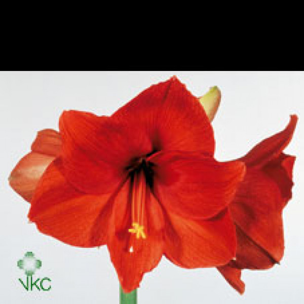 Amaryllis Jaffa 12cm A1