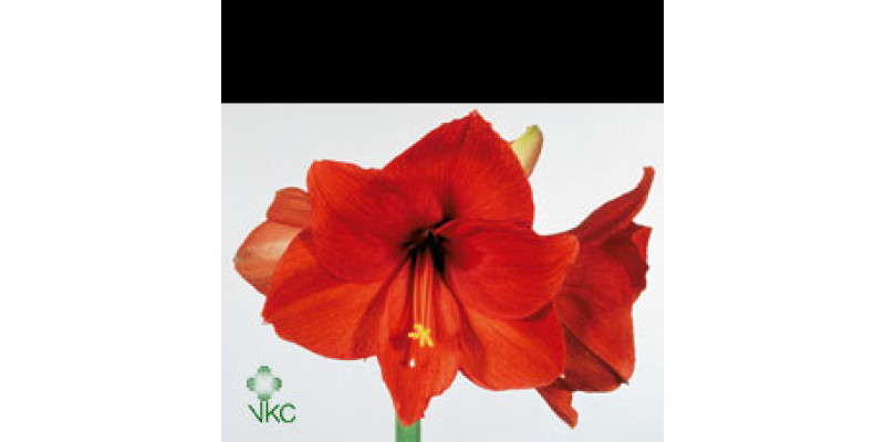 Amaryllis Jaffa 15cm A1