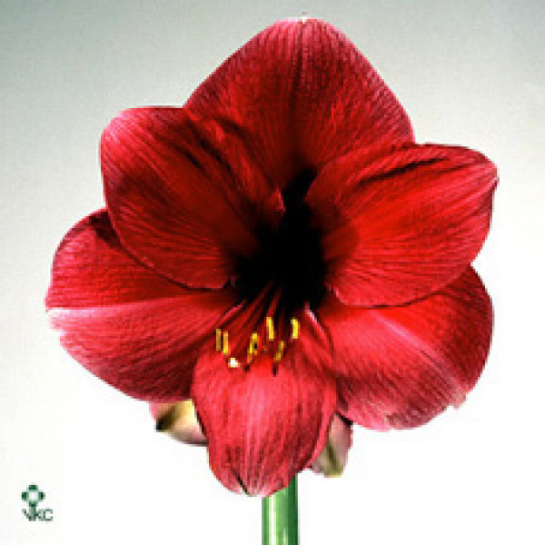 Amaryllis Telstar 18cm A1