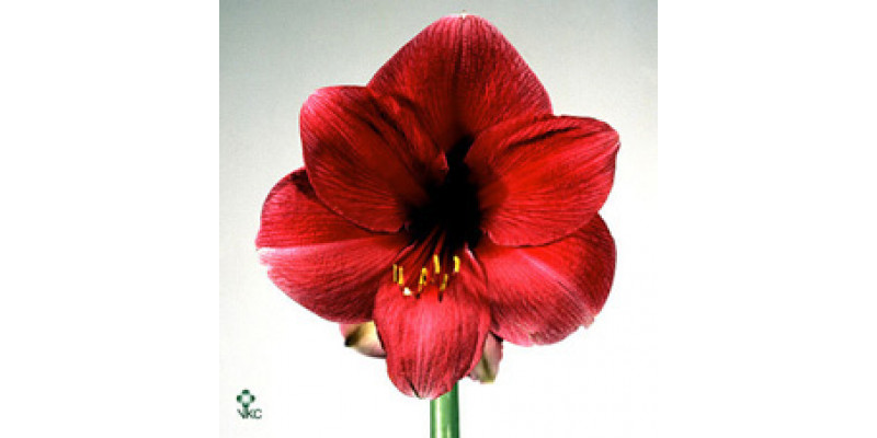 Amaryllis Telstar 18cm A1