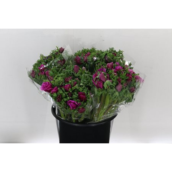 Anemones Mistral Cerise 40 A1Cerise