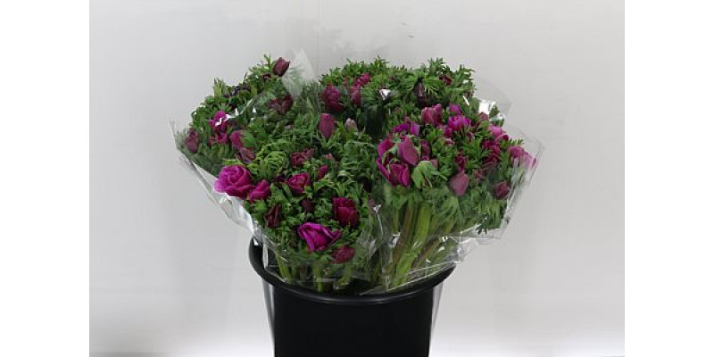 Anemones Mistral Cerise 40 A1Cerise