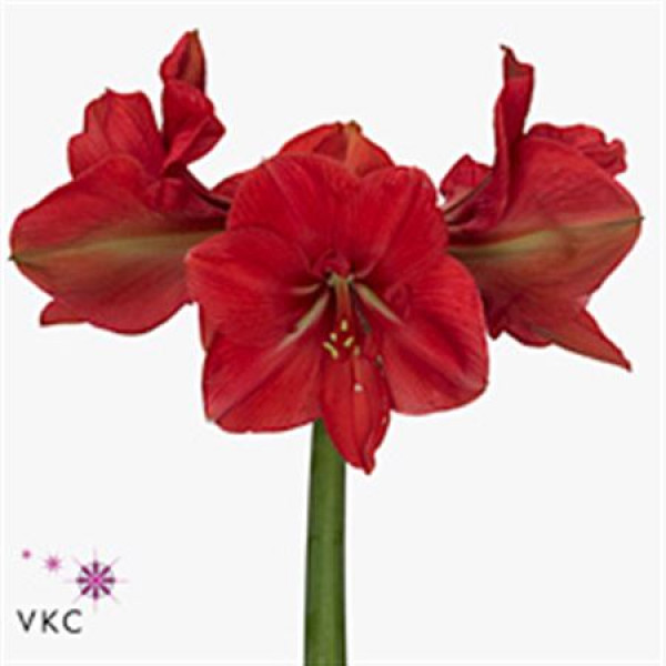 Amaryllis Hercules 10cm A1