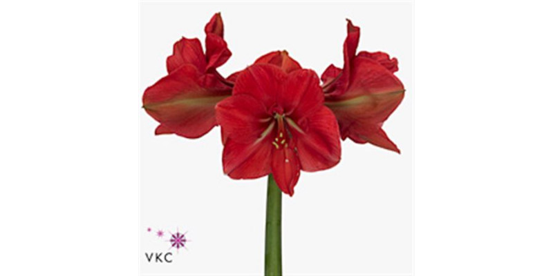 Amaryllis Hercules 10cm A1