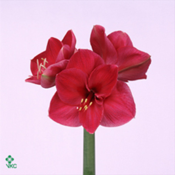 Amaryllis Lilac Favourite 10cm A1