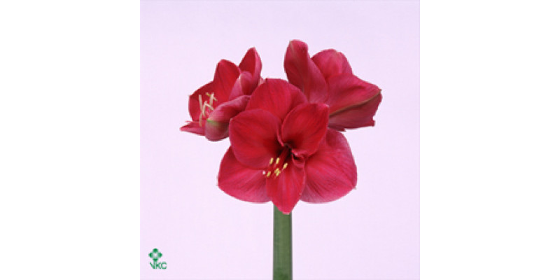 Amaryllis Lilac Favourite 15cm A1