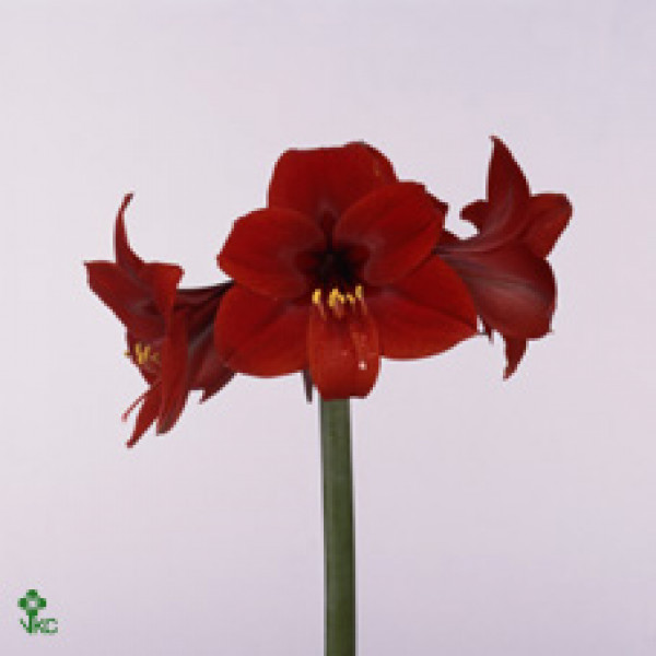 Amaryllis Sp Rapido 20cm A1