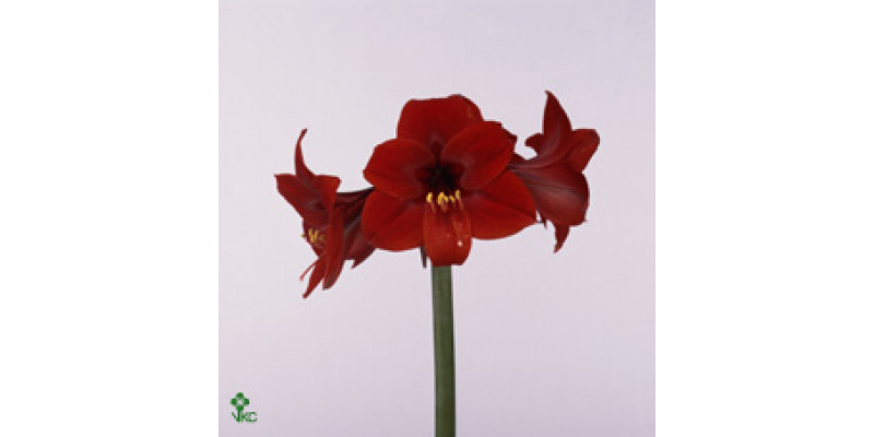 Amaryllis Sp Rapido 20cm A1